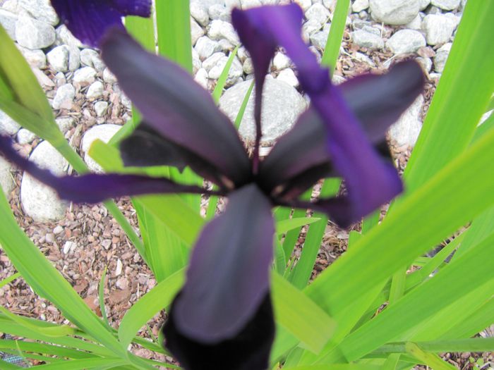 Nr.7.Iris
