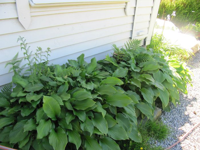 Nr 12.Hosta