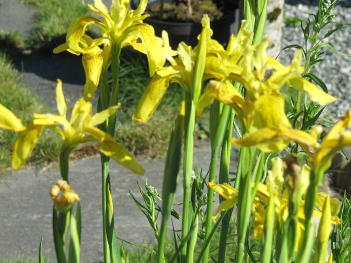 Nr.14.Gul Iris