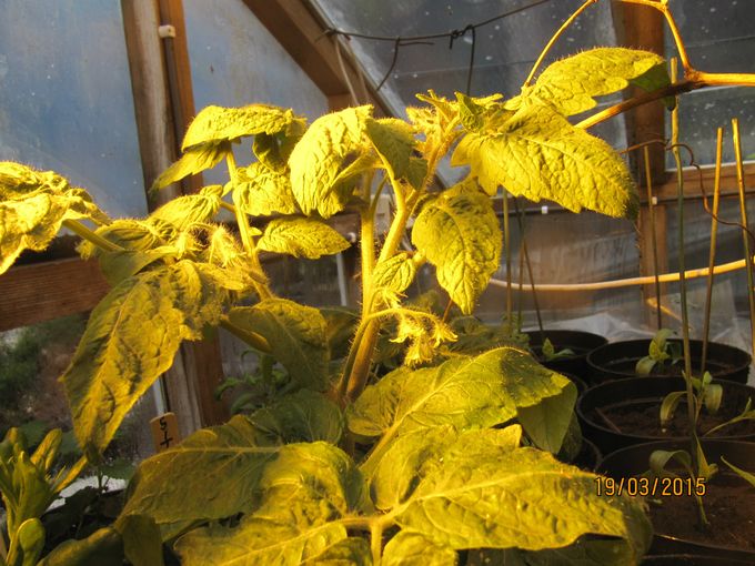 Første tomatplante med 3 blomster