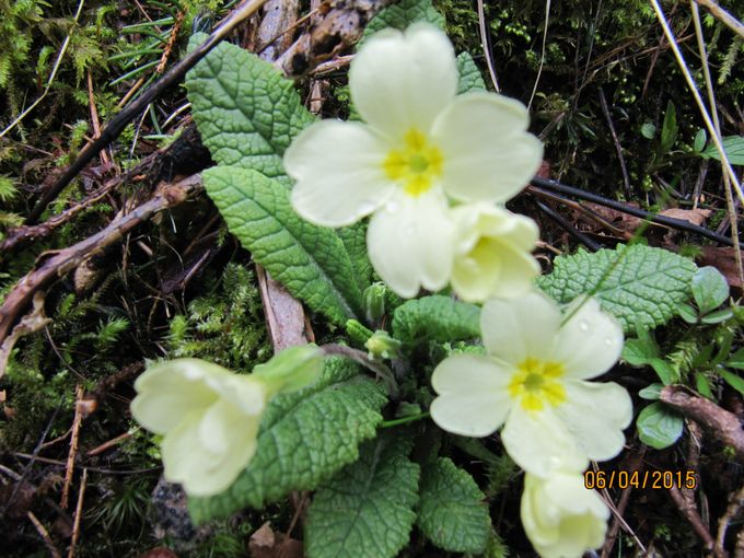 primula/kusymrene står nå i blomst på Frekhaug