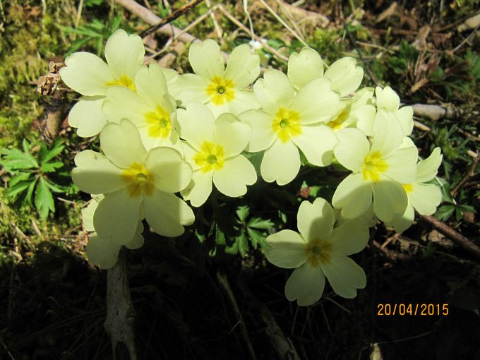 Nå blomstrer Kusymren i naturen.