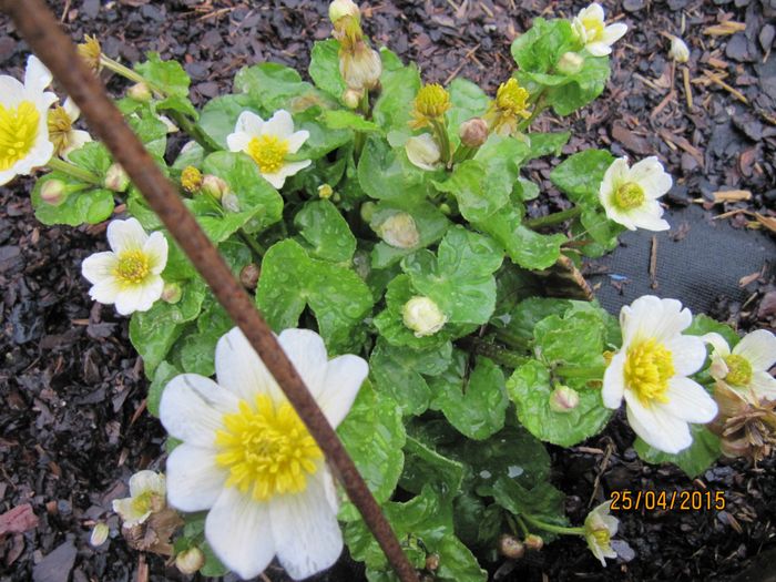 Nr.52.Kvit bekkeblom.(Caltha palustris Alba).Sumpplante.ca.30.cm.blomstrer april-mai.