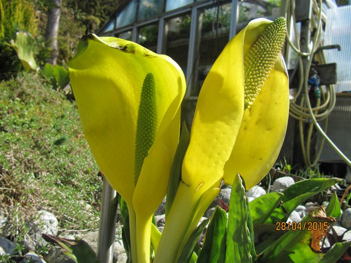 Nr.48,Kala Amerikanus.lysichiton.Sump eller fuktigt sted.Ca.80.cm.Blomstrer fra april til juni myrkonglefamiljen.