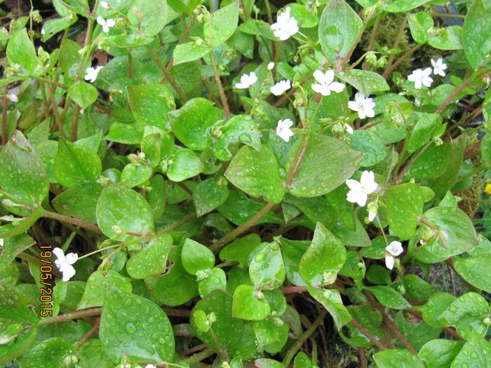 Nr.61.Claytonia sibirica, sibirportulakk!