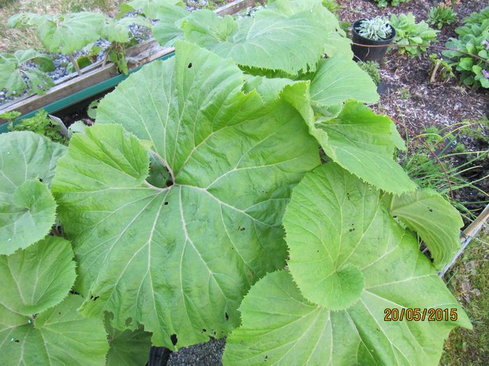Nr.64.Svinepestrot,blomstrer i april.ca 1,5m
Petasites japonicus
