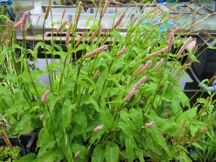 Nr.91.Vass slirekne.(vannplante)Ormerot, Bistorta officinalis