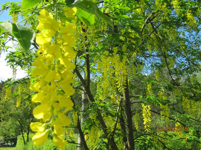Gullregnen i blomst.