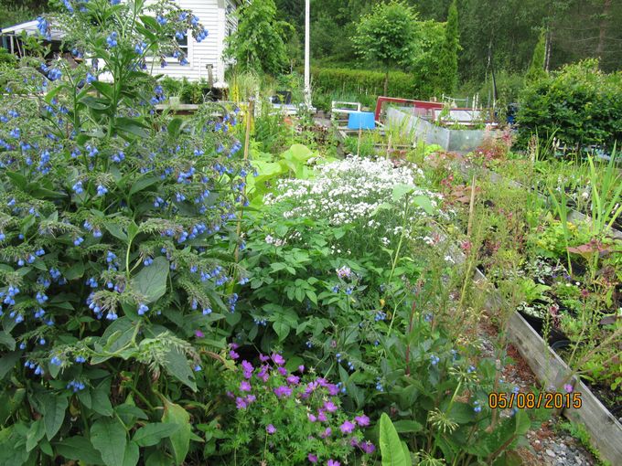 Mange stauder som blomstrer i august.