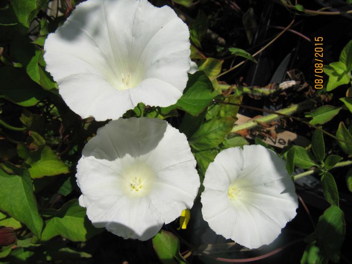 Nr.121.snelle.slyngplante mange meter.Blomstrer juli-august