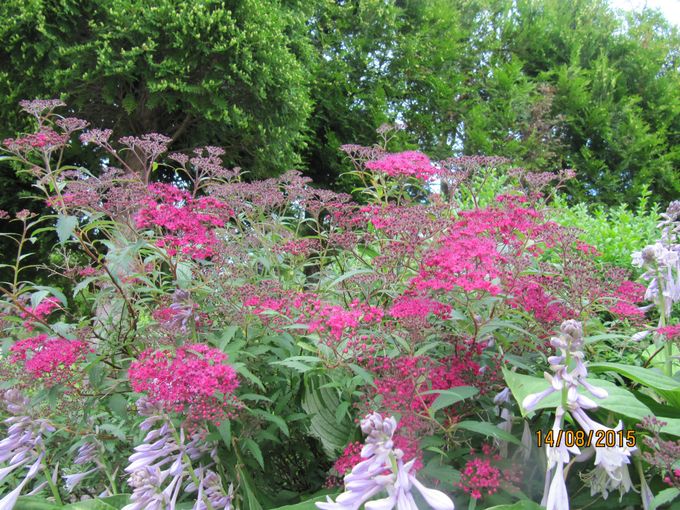 Rosespirea.
