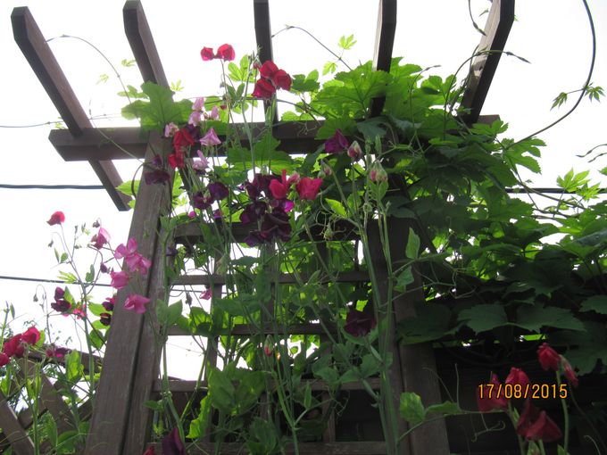 blomsterert en av mine favoritt blomster.