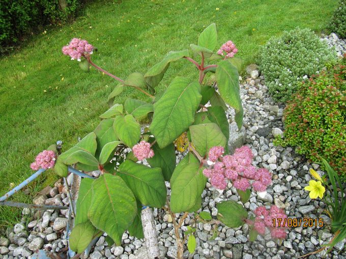 Himalaya Hortensia.