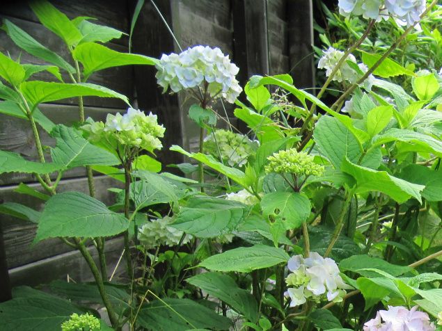 Hortensia  2 farger på samme busk.