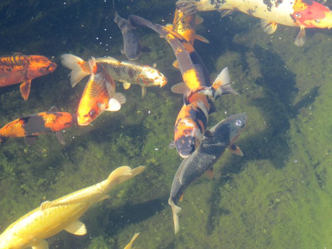 Koi.
