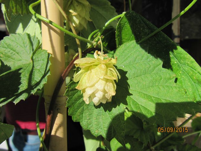 Blomsten fra Humle som brukes i øl laging.