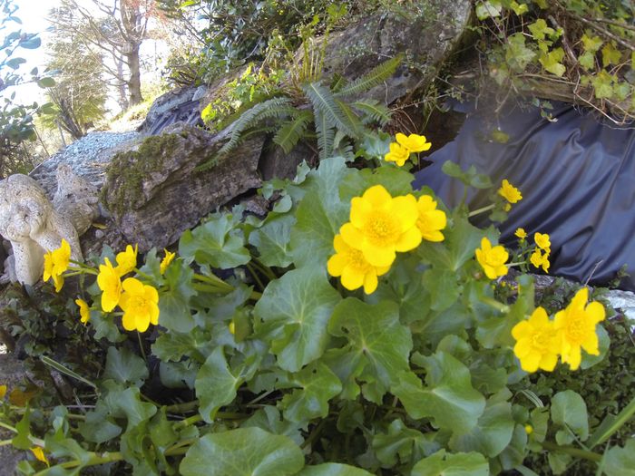 Nr.9.Bekkeblom.(Caltha palustris)Mlomstrer mai-jun.ca 30.cm.Kr.90.har også kvit Bekkeblom.