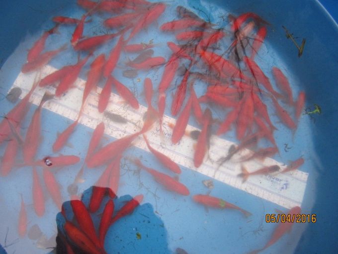 Mange hundrede gullfisk til salgs.