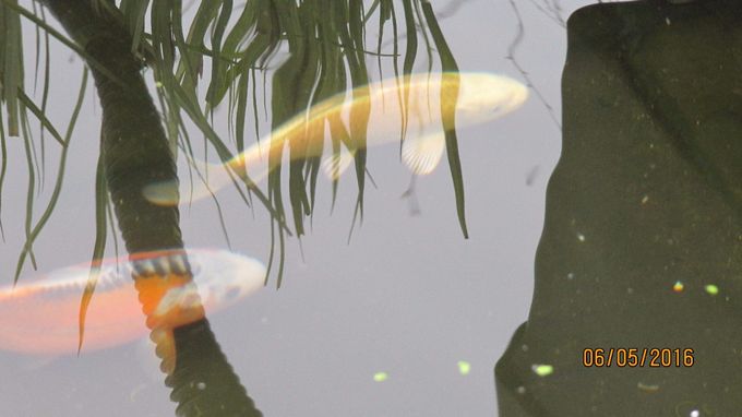 Koi til salgs