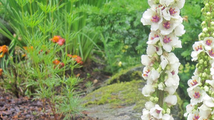 Nr.4.Kongslysca 70cm.høy.Blomstrer i august.